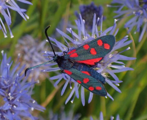 Réf. 286 832 : Zygaena transalpina